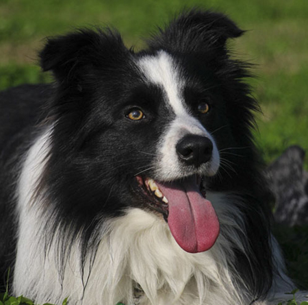 West Island Adolescent Dog Training