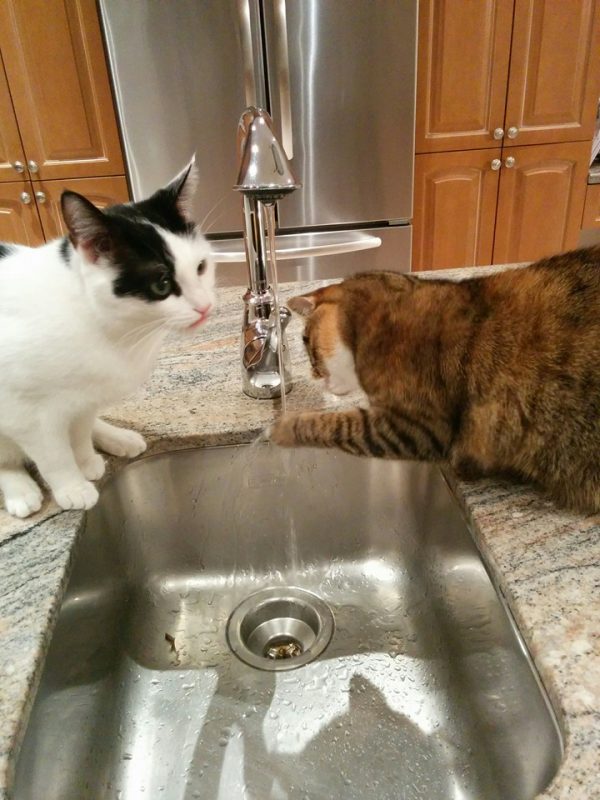 The Sink Party never ends!
