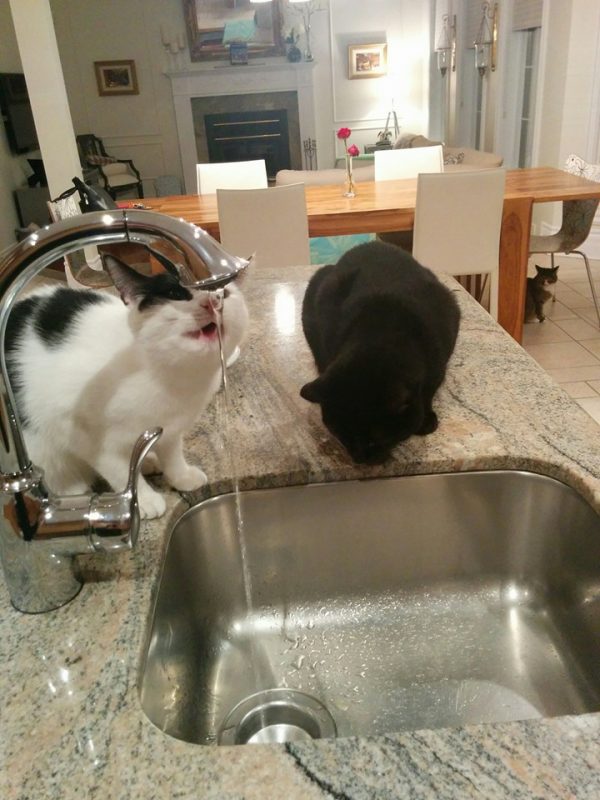 Sink Party!!