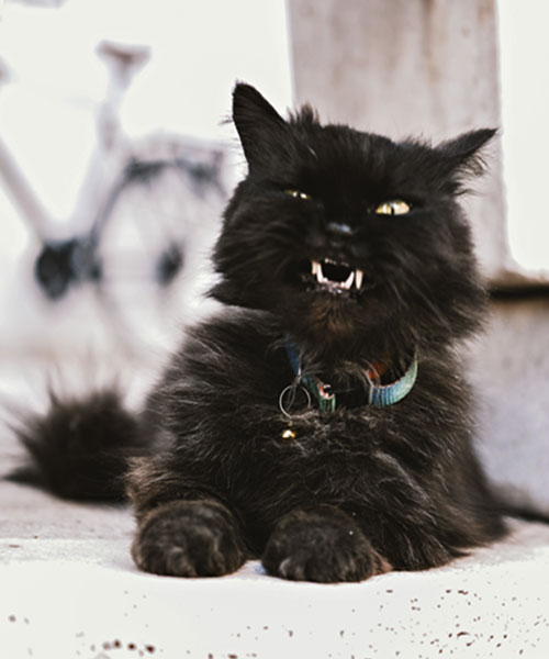 Angry & frightened fluffy black cat
